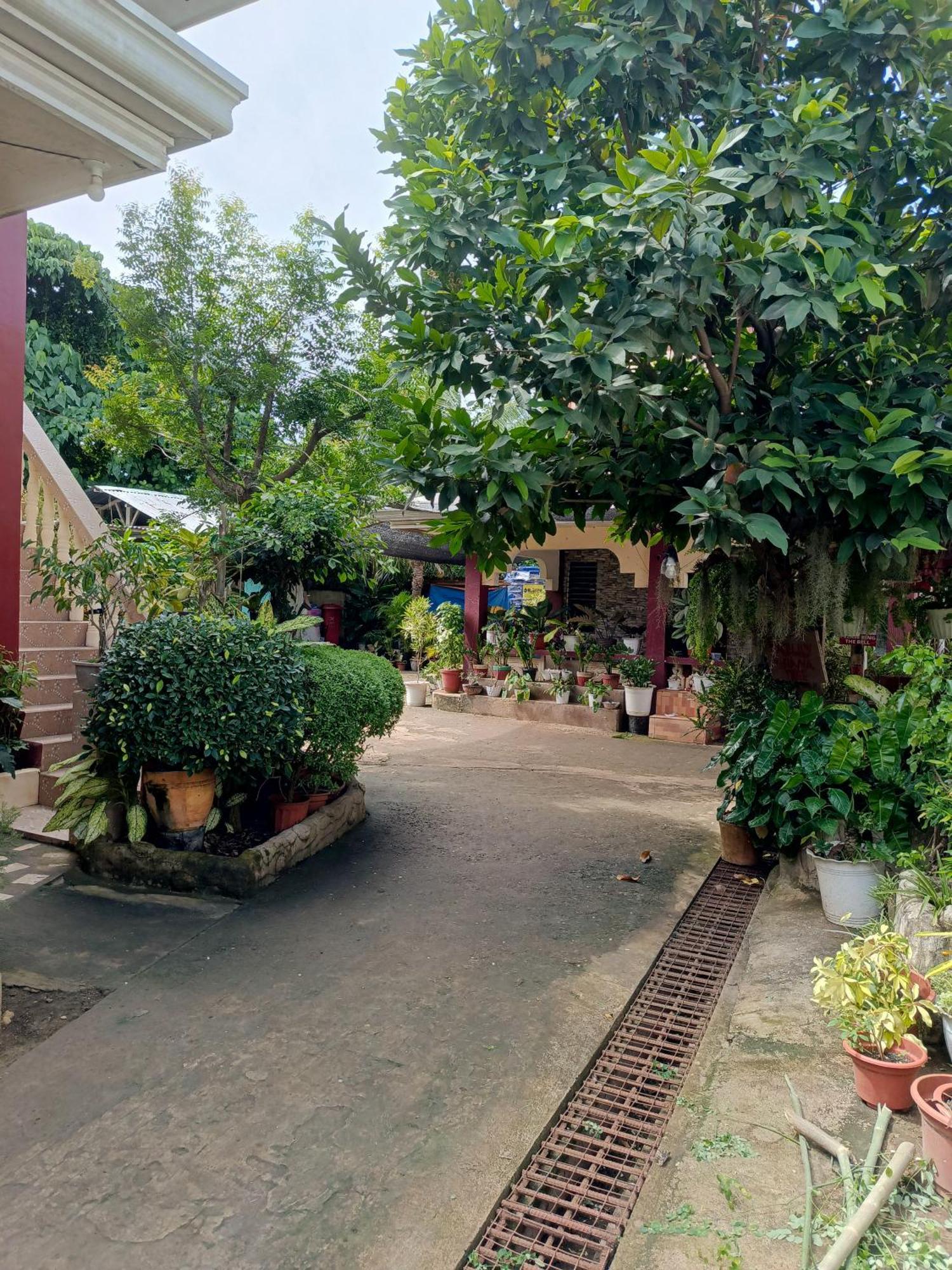 Peace Lily Studio Apartments Panglao Esterno foto